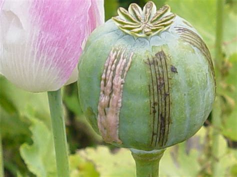 opium near me|is opium legal in usa.